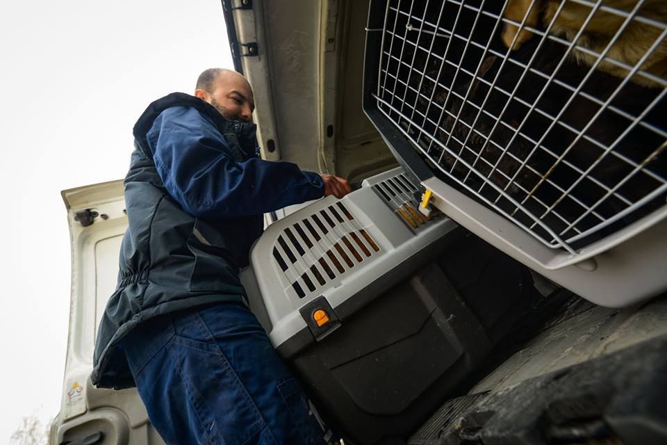 Pet Delivery